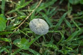 Image result for Coprinus sp.