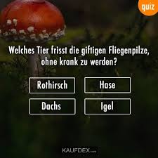 Welches Tier Frisst Die Giftigen Fliegenpilze Ohne Krank Zu Werden Kaufdex Fliegenpilz Pilze Tiere