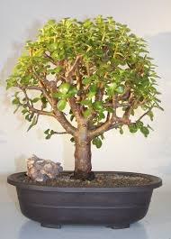Estetis Nan Menggemaskan Ini 5 Tanaman Bonsai Terbaik Untuk Pemula