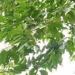 Image result for Holarrhena floribunda