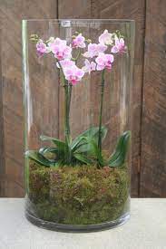 Orchids For Sale Tesco Orchids Beautiful Orchids Orchid Terrarium Orchid Flower Arrangements