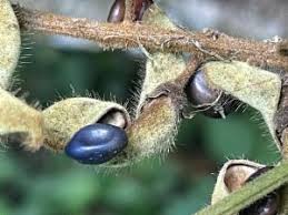 Image result for Rhynchosia elegans