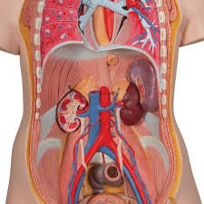 All anatomy charts are available in 19.7 x 26.6 in (50 x 67 cm). Human Torso Model Life Size Torso Model Anatomical Teaching Torso Unisex Torso Open Back Torso 18 Part Torso Model