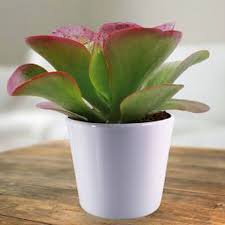 Image result for Kalanchoe thyrsiflora