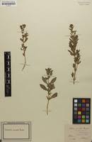Image result for Stemodia serrata