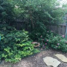 The sweet almond bush has the most amazing vanilla/almond fragrance. Sweet Almond Bush Aloysia Virgata Garden Org