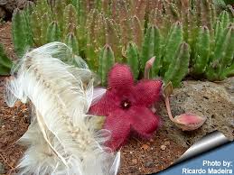 Image result for Stapelia