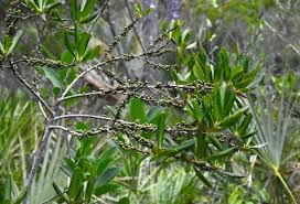 Image result for Myrsine