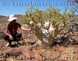 Image result for Cyphostemma