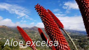Image result for Aloe excelsa