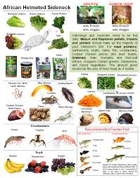 Only logged in customers who have purchased this product may leave a review. Food Poster For African Helmeted Sideneck Aquatic Turtle Aquatic Turtles Turtle Diet Turtle
