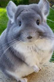 5 Things To Know About Chinchillas Najslodsze Zwierzeta Szynszyla Zwierzeta