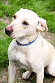 Meet Gunner Orion An Adoptable Boxer Looking For A Forever Home If You Re Looking For A New Pet T Dog Adoption Australian Cattle Dog Blue Heeler Cattle Dog