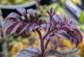 Image result for Solanum sp.no.2