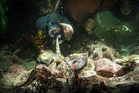 ** the first human/octopus hug. Twitter S Sexual Fascination With A Not Sexual Octopus Movie Wired