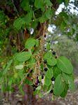 Image result for Phyllanthus ovalifolius