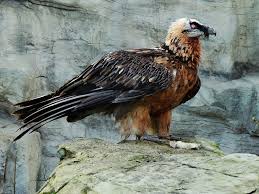 Just click the edit page button at the bottom of the page or learn more in the plot keywords submission guide. Der Bartgeier Arten Und Naturschutz Wildvogel Tierzeit