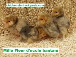 Maybe you would like to learn more about one of these? Mille Fleur D Uccle Bantam Chicks Chickens For Backyards