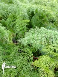 Image result for Asplenium mannii