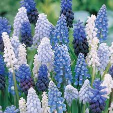 Muscari Mix Singing The Blues Blue Flowers Garden White Flower Farm Flower Garden Plans
