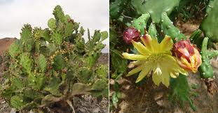 This co2 stores in the form of. Opuntia Monacantha Drooping Prickly Pear World Of Succulents