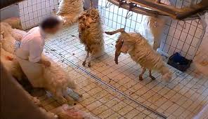 In handling, the backbone and ribs are moderately prominent. Conscious Lambs Slaughtered In Italy