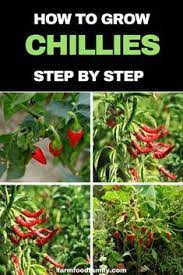 How To Grow Chillies From Seeds Step By Step Farmfoodfamily Chilli Plant Growing Vegetables Chilli Plant Care