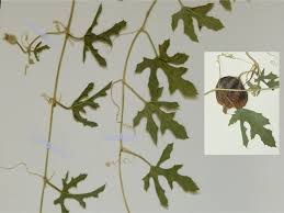 Image result for Cucumis quintanilhae