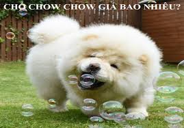 The chow chow is a dog breed originally from northern china. Cho Chow Chow Gia Bao Nhieu Ä'áº·c Ä'iá»ƒm Ná»•i Báº­t Nháº¥t