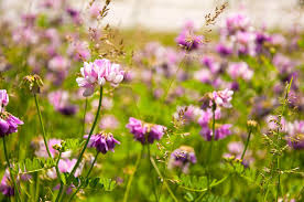 How to buy best crown vetch seed. Crown Vetch Is A Member Of The Pea Or Fabaceae Family This Low Growing Vine Is Commonly Used Throughout The United States Growing Vines Seeds Hardy Perennials
