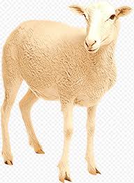 Namun hampir setiap anak pasti senang dengan pelajaran … Kartun Domba Domba Barbary Kambing Leher Bovidae Moncong Hewan Kambing Png Klipartz