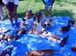 Pocket pet & bunny petting zoo parties in los angeles includes small furry animals like bunnies, chinchillas, hamsters, guinea pigs, rats, mice, & rabbits. Puppy Petting Zoo Happiness Unlimited Parties Inc