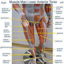 Somso small torso of young man without head. Torso Muscle Anatomy Diagram Human Muscle System Functions Diagram Facts The Torso Muscles Attach To The Skeletal Core Of The Trunk And Depending On Their Location Are