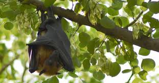 You may live carelessly for a number of years not thinking of their how much does it cost to get rid of bats? 2021 Bat Removal Cost Bat Control Prices Explained