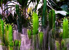 Cactus is an american hard rock band, formed in 1970.cactus was initially conceived as early as late 1969 and originally featured former jeff beck group. Euphorbia Trigona Guide How To Grow Care For African Milk Tree