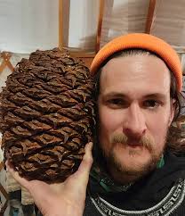 Guess what new cone just got added to the collection. . Many thanks to  @_sean_hogan with @cistusnursery for the call, the conversation, and the  head-sized gift. . . . #trees #cistusnursery #bunya #
