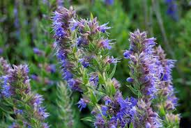 Image result for Hyparrhenia nyassae