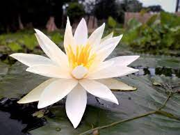 Nymphaea Pubescens White 15 Seeds Hairy Water Lily Cicek