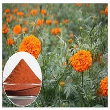 The essential oil of marigold has antifungal properties against a wide range of fungi, including different strains of candida. 100 Natural Lutein Marigold Flower Extract Zeaxanthin 5 20 40 Marigold Extract For Sale Buy Marigold Extract For Chickens Seven Flower Extract Pomegranate Flower Extract Product On Alibaba Com
