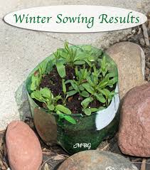 Winter Sowing Milkweed Seeds Part 3 Spring Your Seedlings Milkweed Seeds Monarch Butterfly Garden Milkweed