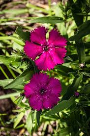 60 Best Types Of Flowers Pretty Pictures Of Garden Flowers