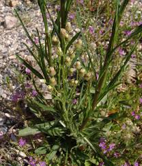 Image result for Dewildemania filifolia