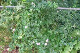 Image result for Asystasia sp. (Biegel 5184)