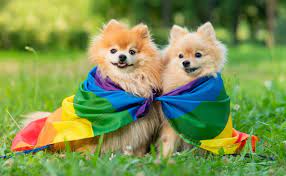 Can Dogs Be Gay? Animal Sexual Behavior Explained - Canine Journal