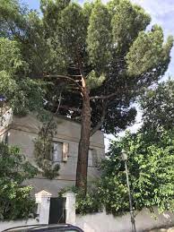 Cutting down a small tree isn't as bad as cutting down a big one. Tree Removal Cost 2021 Guide Prices To Cut Down Trees By Size
