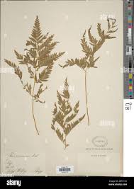 Image result for Pteris dentata