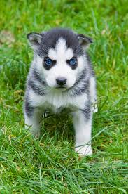 Listings are alphabetized by county (when known). Husky Puppies For Sale Near Me Home