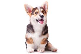 The other breed is the bigger cardigan welsh corgi. Cardigan Welsh Corgi Dog Breed Information