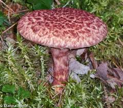 Image result for Suillus punctipes