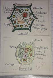 However, in animal cells, there is only. Prepare A Model Of Plant Cell Or Animal Cenwith Locally Available Materials Brainly In
